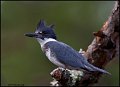 _1SB0018 belted kingfisher